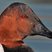 Canvasback